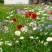 多年生野花种子组合四季开花庭院易种活室内外格桑花波斯菊种
