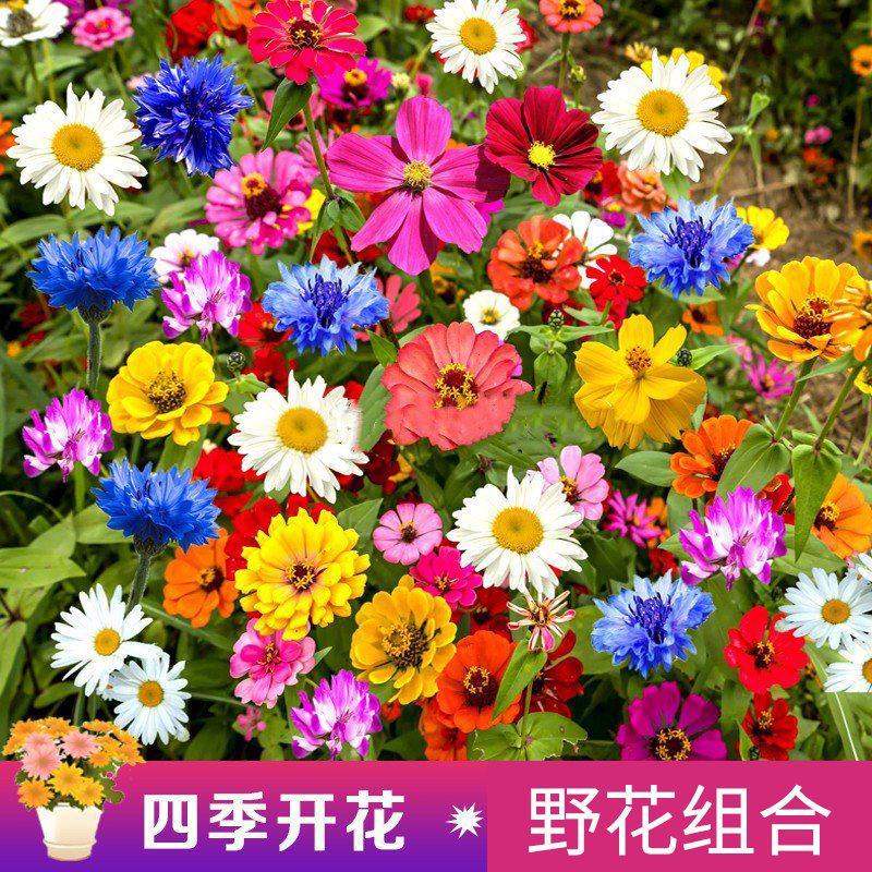 多年生野花种子组合四季开花庭院易种活室内外格桑花波斯菊种