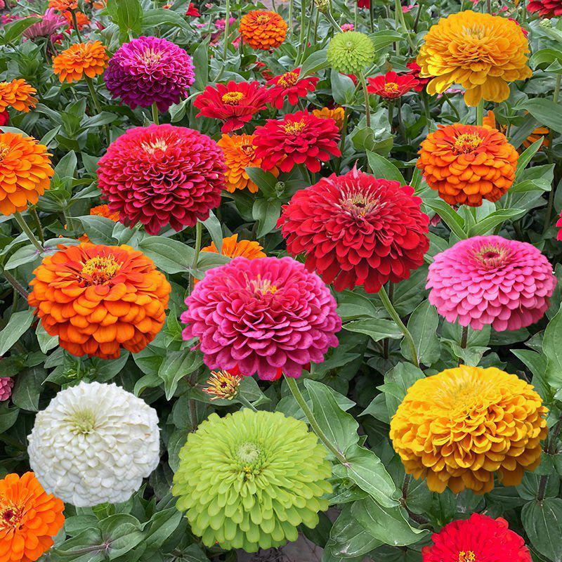 多年生野花种子组合四季开花庭院易种活室内外格桑花波斯菊种