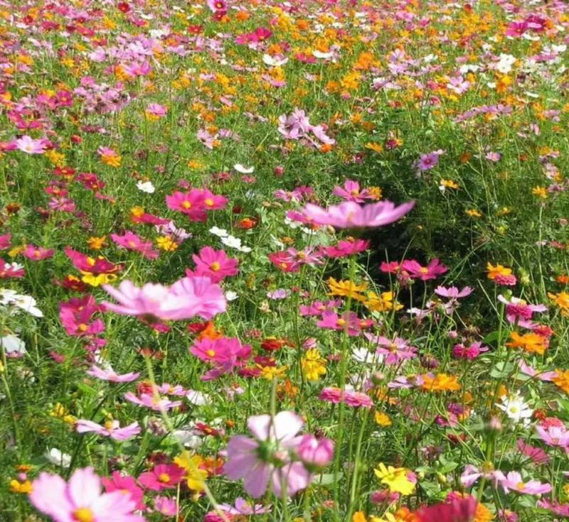多年生野花种子组合四季开花庭院易种活室内外格桑花波斯菊种