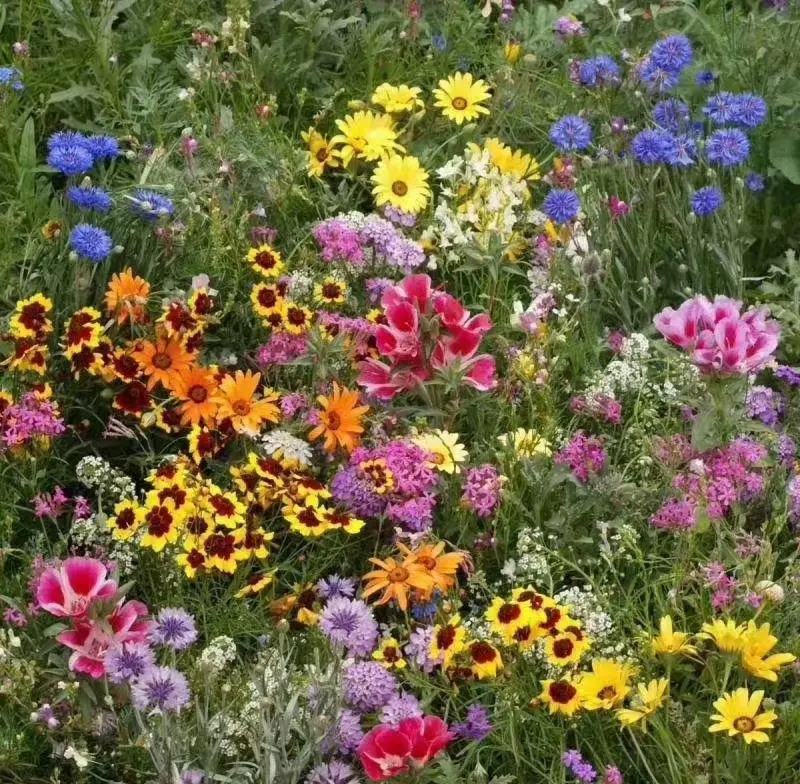 多年生野花种子组合四季开花庭院易种活室内外格桑花波斯菊种