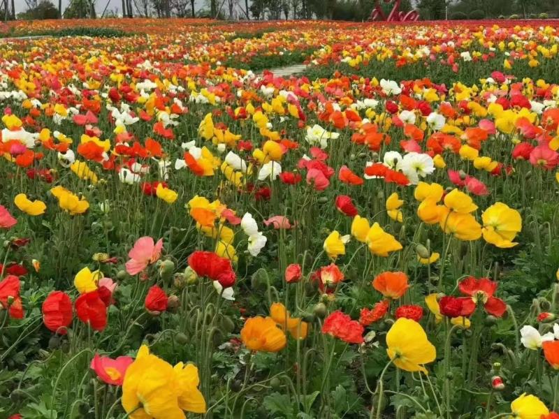 多年生野花种子组合四季开花庭院易种活室内外格桑花波斯菊种
