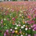 多年生野花种子组合四季开花庭院易种活室内外格桑花波斯菊种