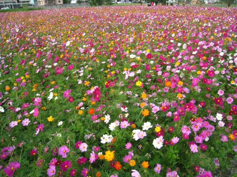多年生野花种子组合四季开花庭院易种活室内外格桑花波斯菊种