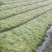 水苔（兰花专业种植用水苔）