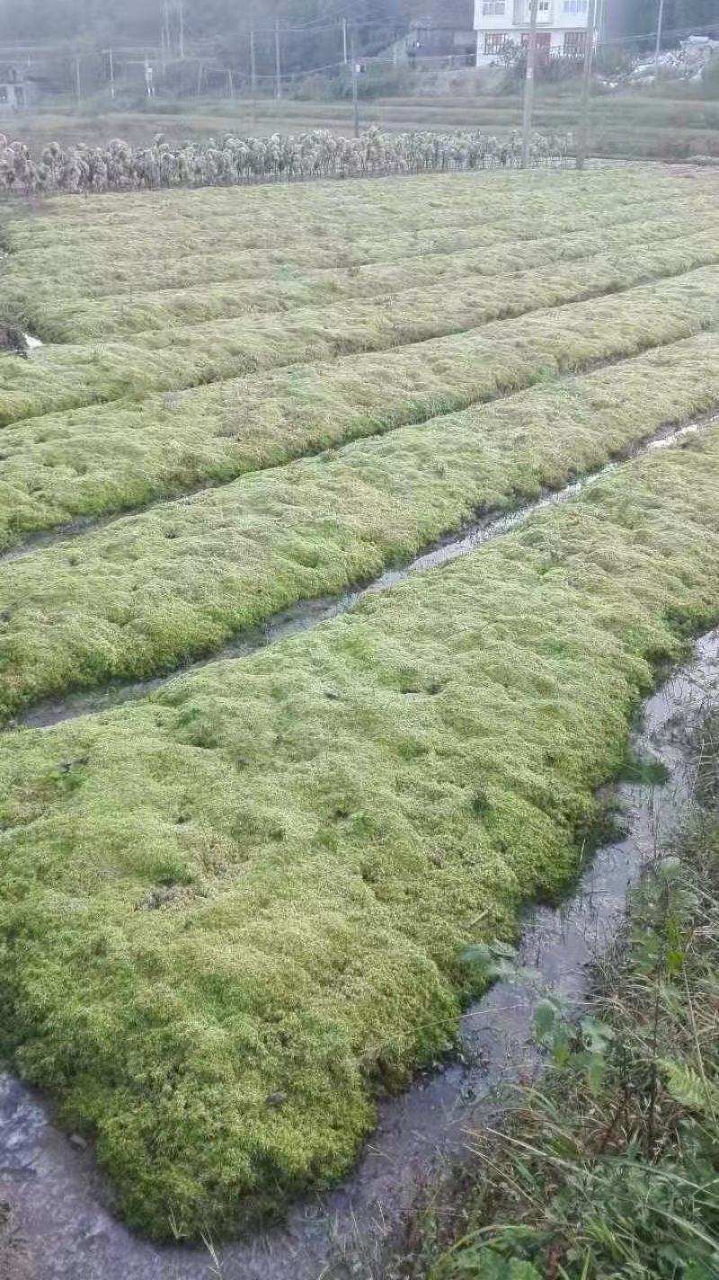 水苔（兰花专业种植用水苔）