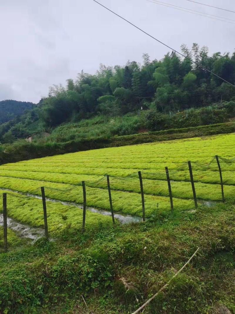 水苔（兰花专业种植用水苔）