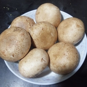 奥吉特牛排菇