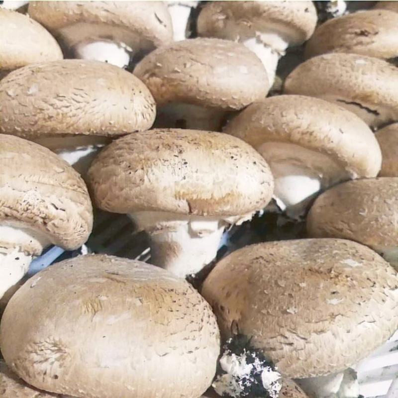 奥吉特牛排菇