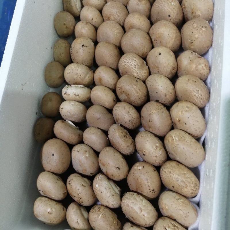 奥吉特牛排菇