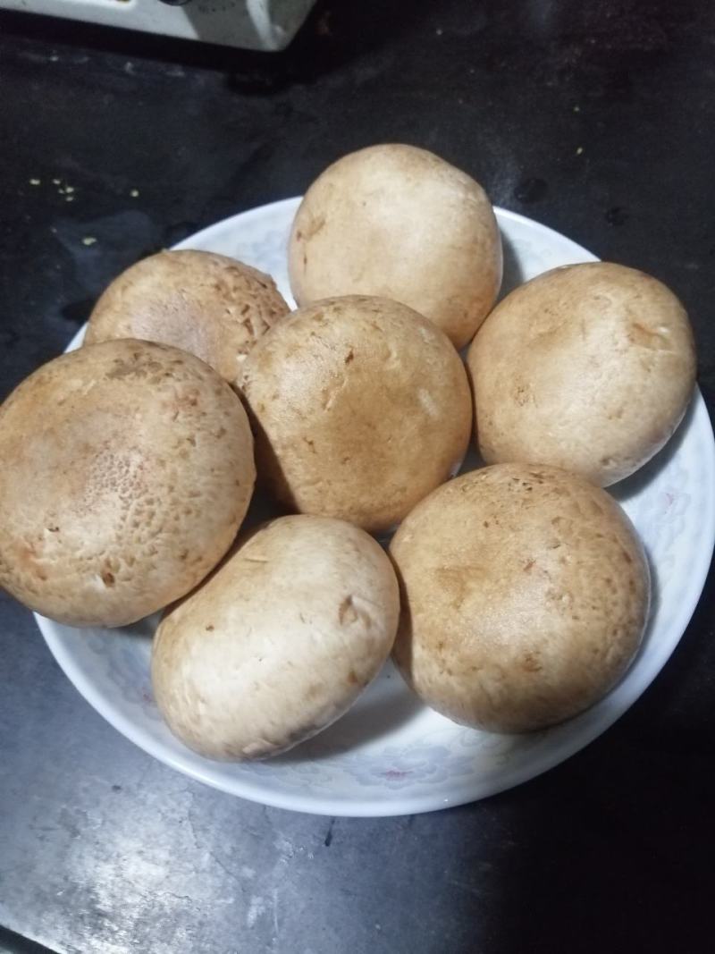 奥吉特牛排菇