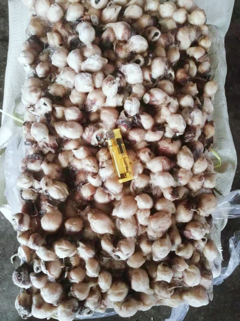 鱿鱼嘴鱿鱼口球大鱿鱼嘴小鱿鱼嘴口感超弹原汁原味
