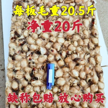 鱿鱼嘴鱿鱼口球大鱿鱼嘴小鱿鱼嘴口感超弹原汁原味