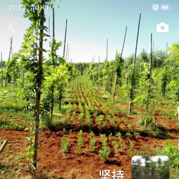 花梨树