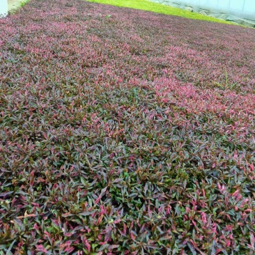 五色草，颜色多基地直销大量有货，质量好价格低