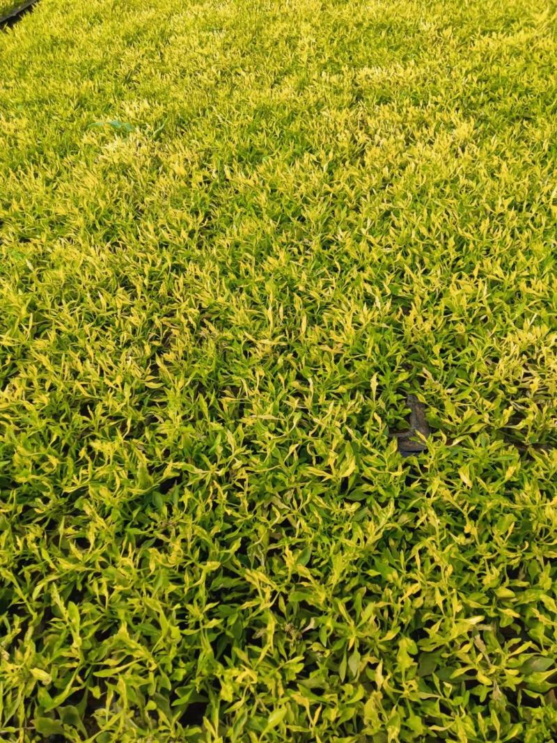 五色草，颜色多基地直销大量有货，质量好价格低