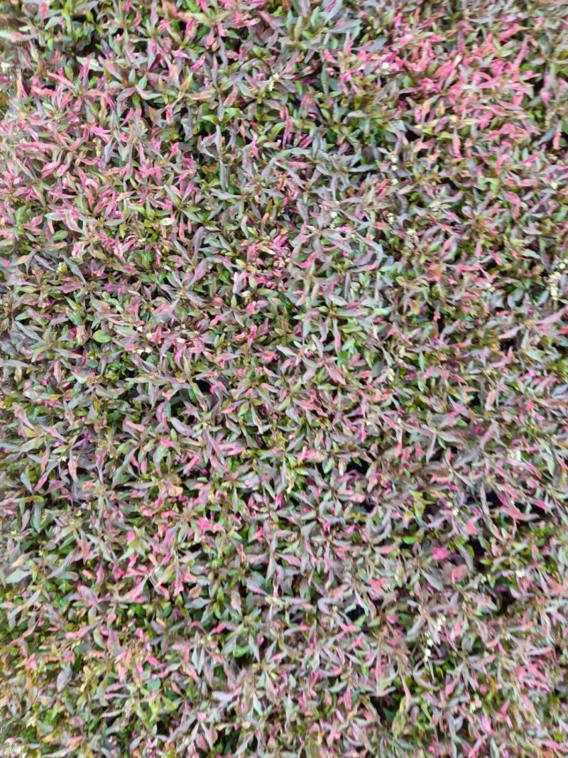 五色草，颜色多基地直销大量有货，质量好价格低
