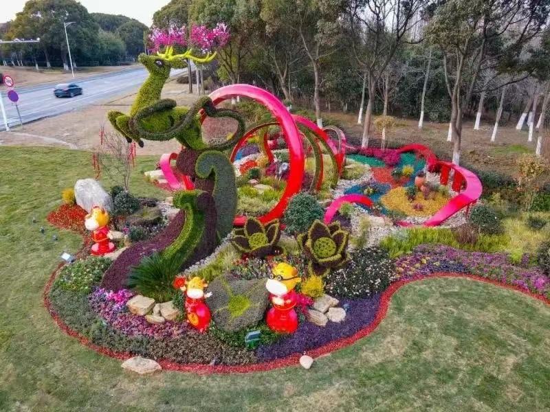 五色草，颜色多基地直销大量有货，质量好价格低