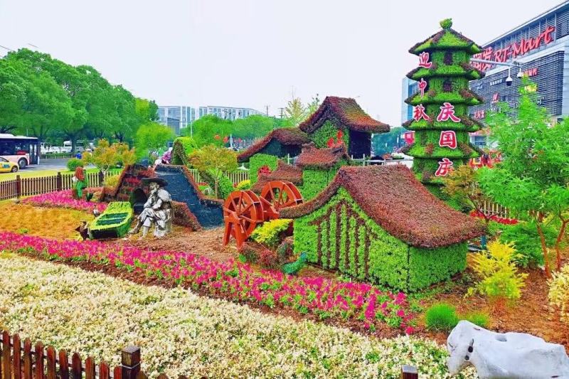 五色草，颜色多基地直销大量有货，质量好价格低