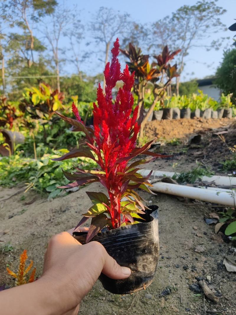 现货：红穗鸡冠花、黄穗鸡冠花、赤壁鸡冠花