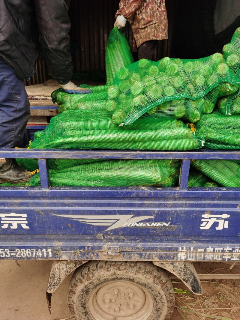 莴笋杆子，产地直供保质保量
