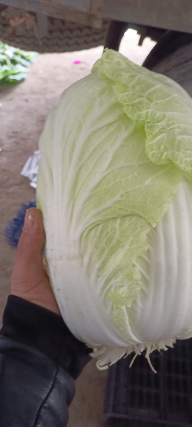 黄心白菜河南开封万亩蔬菜瓜果基地欢迎各位老板前