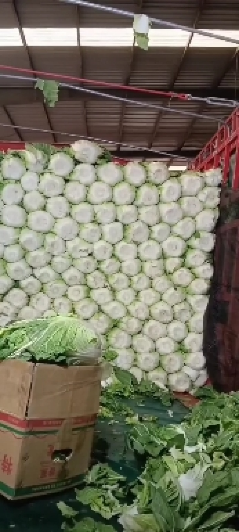 黄心白菜河南开封万亩蔬菜瓜果基地欢迎各位老板前