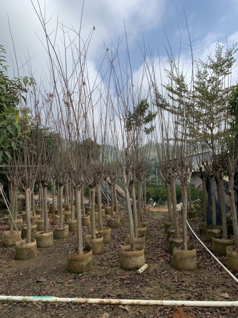 长期供应2-10公分小叶紫薇细叶紫薇