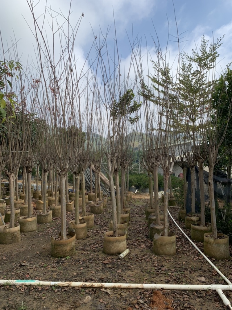 长期供应2-10公分小叶紫薇细叶紫薇