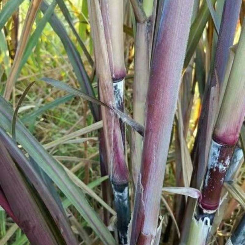 红象草正宗巴西红象草种节多年生高产牧草四季耐寒紫色皇竹草