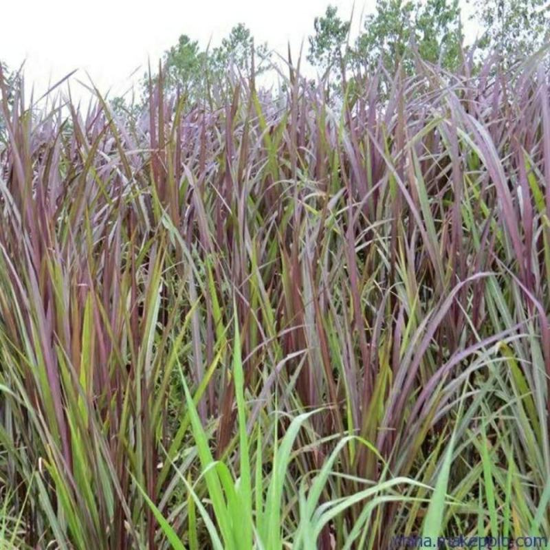 红象草正宗巴西红象草种节多年生高产牧草四季耐寒紫色皇竹草