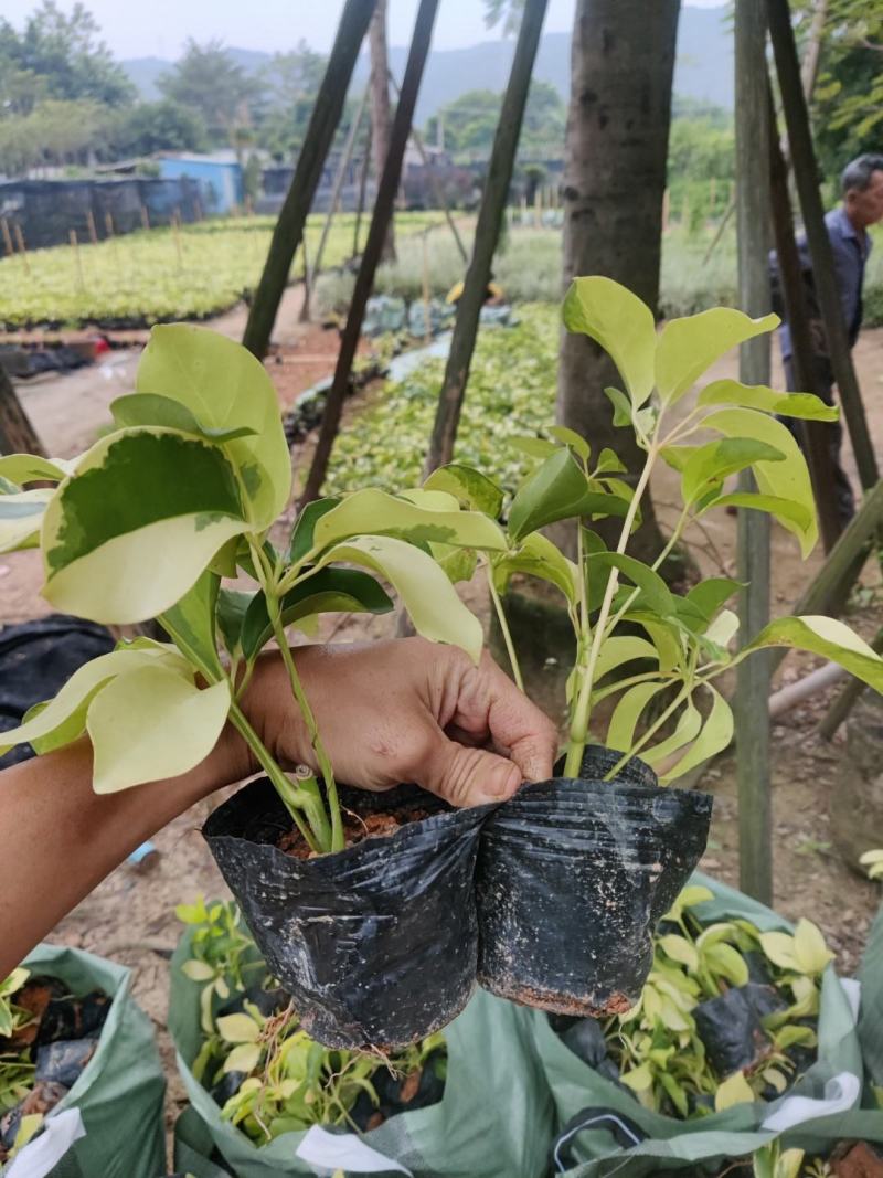花叶鸭脚木（鹅掌柴)叶子黄中带绿，常年不落叶