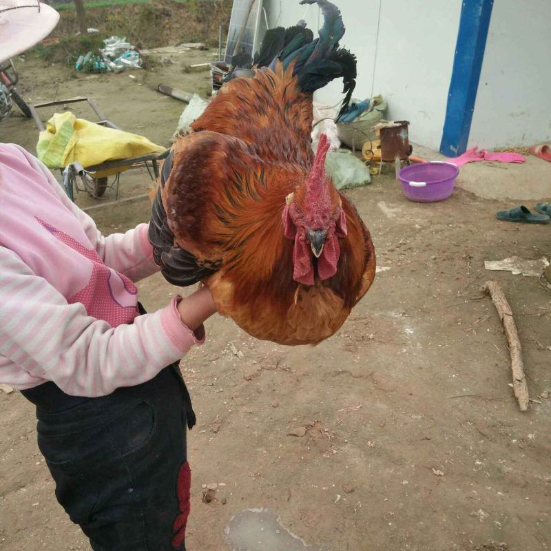 肉鸡麻鸡种蛋青脚麻鸡受精种蛋可孵化小鸡新鲜蛋