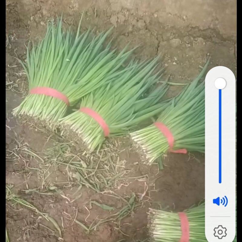 精品半净小葱，一手货源！地头装车新鲜欢迎各地老板前来选购