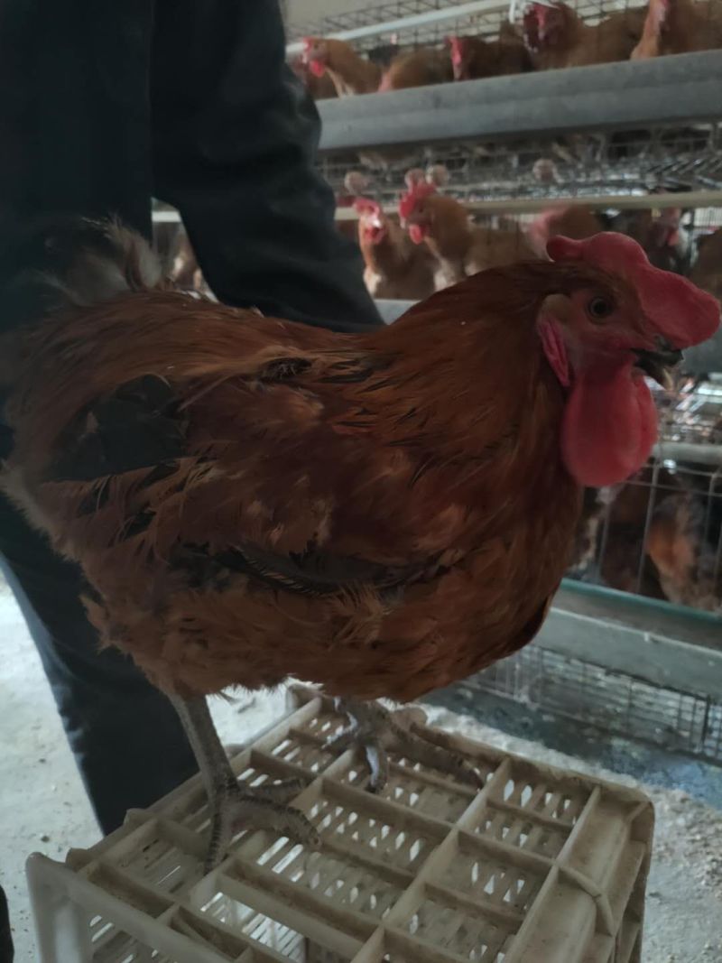 肉鸡麻鸡种蛋青脚麻鸡受精种蛋可孵化小鸡新鲜蛋