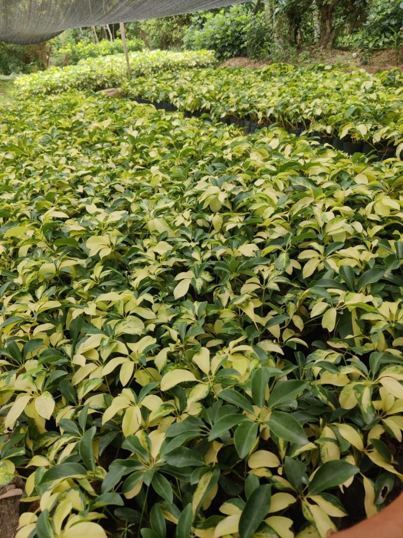 花叶鸭脚木（鹅掌柴)叶子黄中带绿，常年不落叶