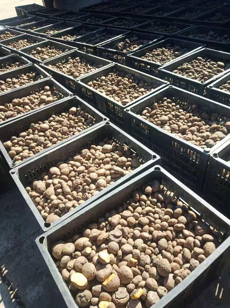珠芽黄魔芋泰国叶面果脱水消毒处理一公斤160粒以上
