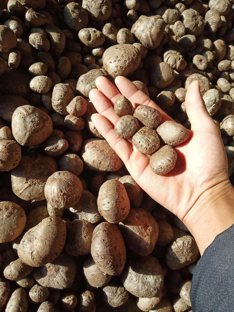 珠芽黄魔芋泰国叶面果脱水消毒处理一公斤160粒以上