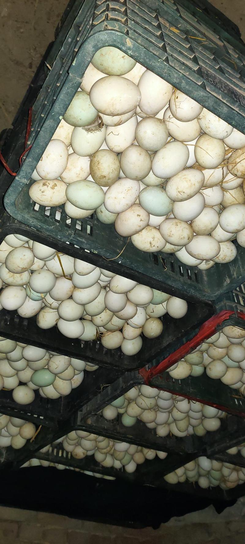 麻鸭种蛋大种麻鸭种蛋受精蛋可孵化蛋养殖场直销