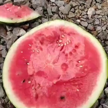 西瓜