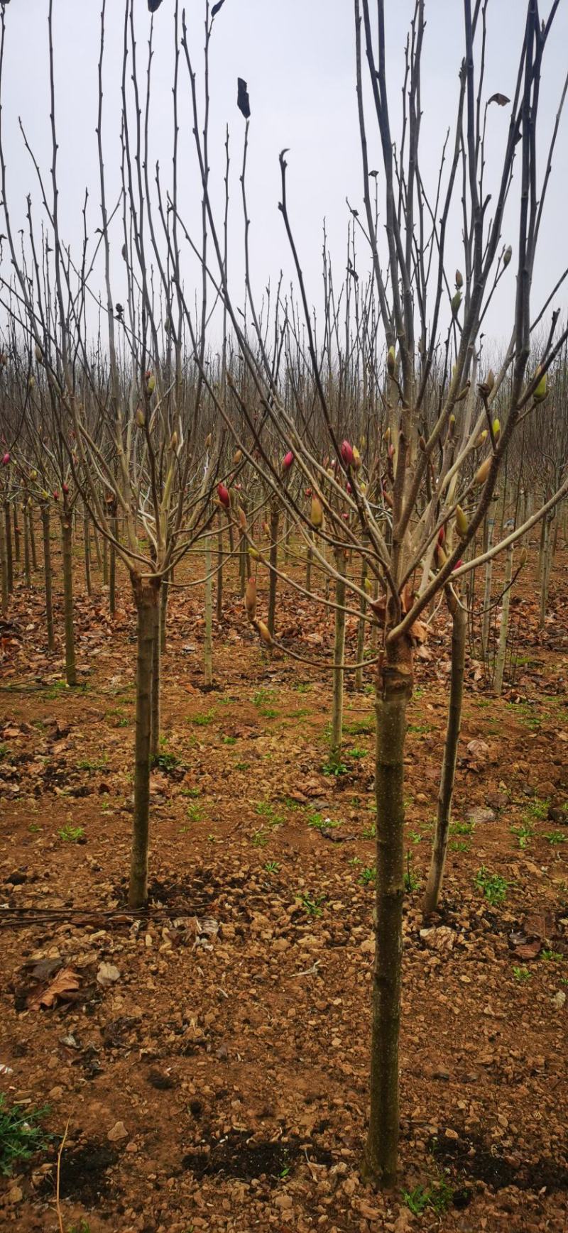 玉兰树自家苗圃玉兰树量大从优24小时在线