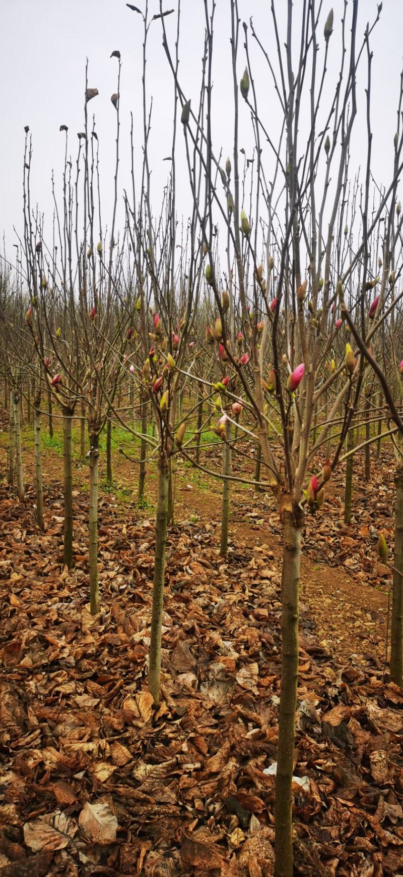 玉兰树自家苗圃玉兰树量大从优24小时在线