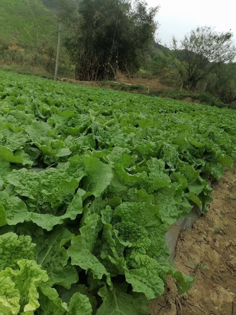 贵州紫云县帝王菜麻叶菜精品麻叶菜全国直发