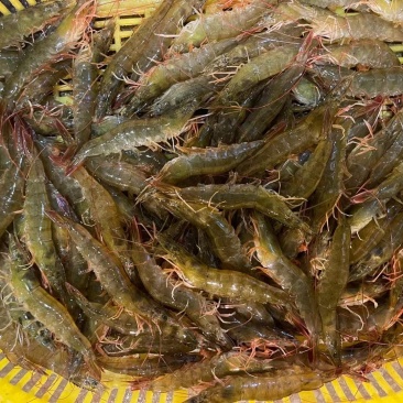 专业养虾，生猛虾