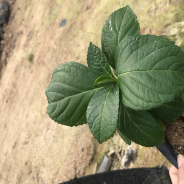 八仙花福建漳州八仙花基地供应大小规格地被袋苗
