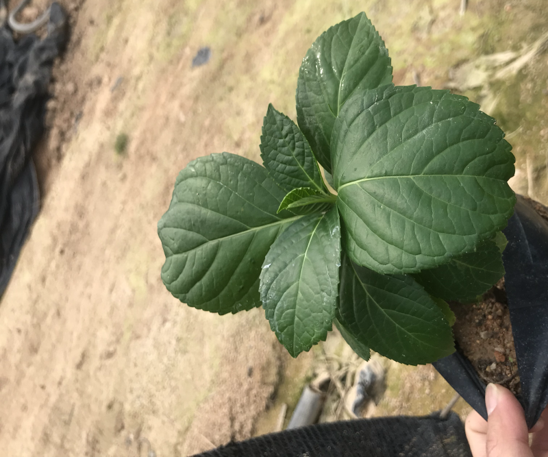 八仙花福建漳州八仙花基地供应大小规格地被袋苗