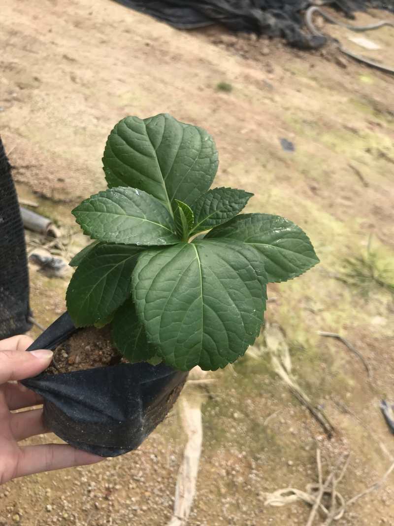 八仙花福建漳州八仙花基地供应大小规格地被袋苗