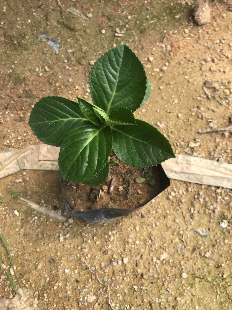 八仙花福建漳州八仙花基地供应大小规格地被袋苗