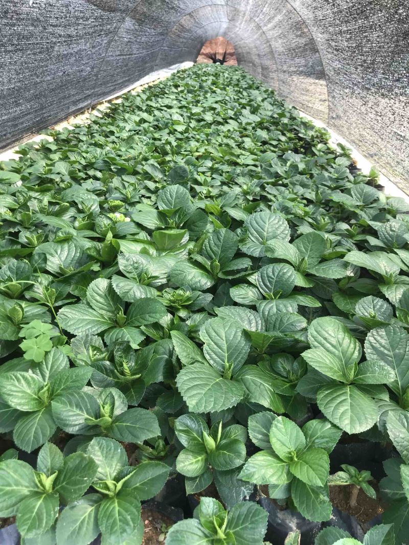 八仙花福建漳州八仙花基地供应大小规格地被袋苗