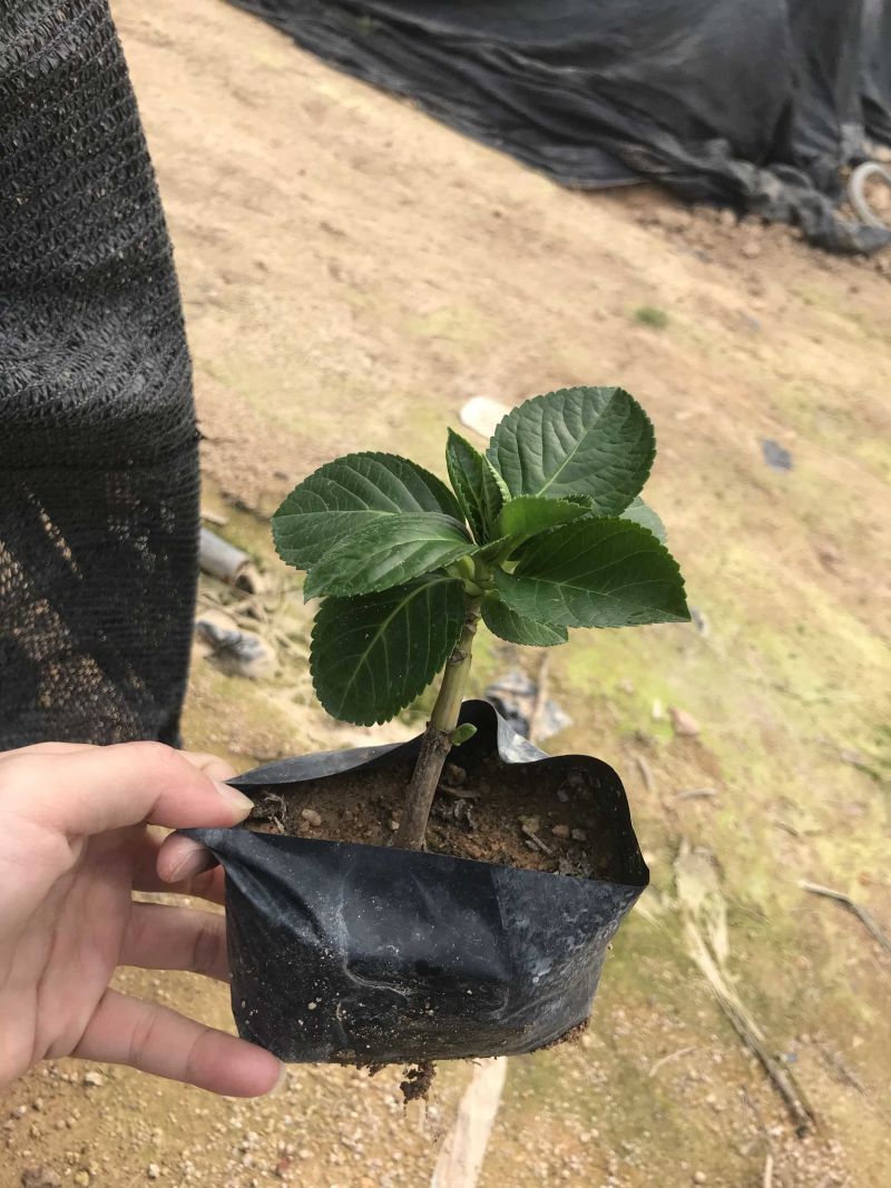 八仙花福建漳州八仙花基地供应大小规格地被袋苗
